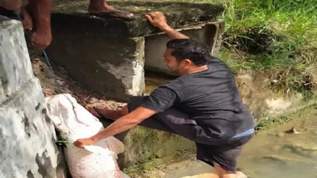 Dinas Kelautan Aceh: Ikan Raksasa Viral Berasal dari Amazon - GenPI.co