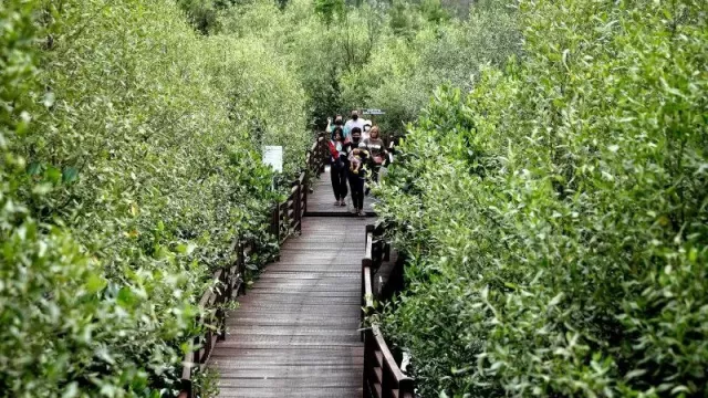 HPN 2022 Jadi Momen Penting untuk Jaga Hutan Mangrove - GenPI.co