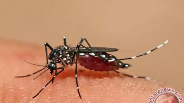 Masyarakat Bisa Lakukan Ini untuk Cegah Demam Dengue - GenPI.co