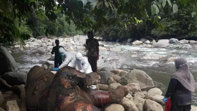Mengenaskan, Bayi Gajah Sumatra Ditemukan Mati di Aceh Utara - GenPI.co