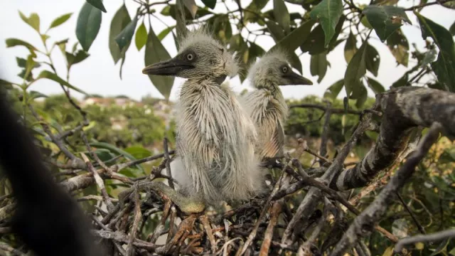Burung Kuntul Ampuh Cegah Hama, Habitatnya Perlu Dijaga - GenPI.co