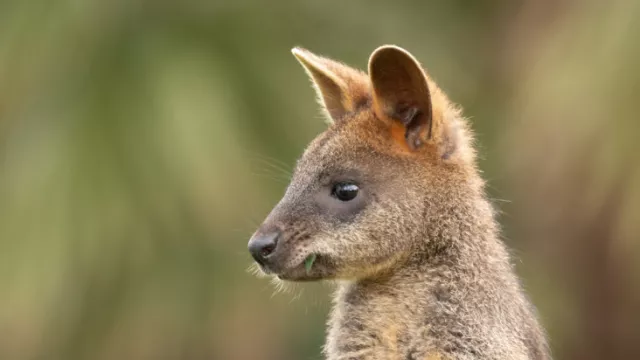 Aduh, Nenek 69 Tahun Diserang Kanguru di Australia - GenPI.co