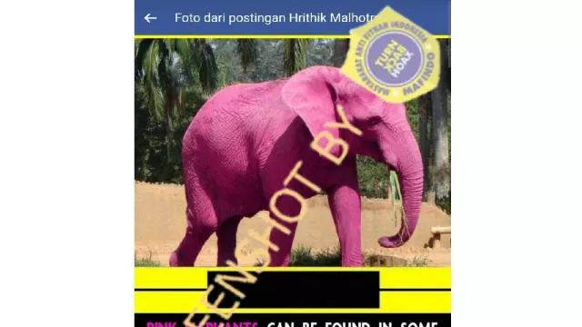 Ini True Story Gajah Pink yang Viral di Jagat Maya - GenPI.co