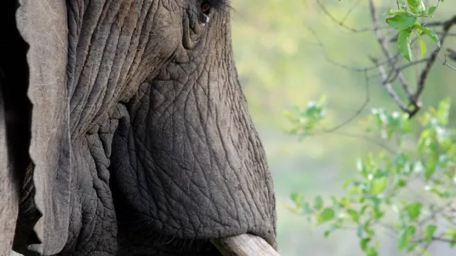 Gajah Langka di Myanmar, Dianggap Makhluk Pembawa Keberuntungan - GenPI.co 