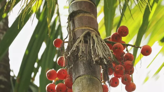 Manfaat Buah Pinang Sangat Bagus, Ampuh Melawan 3 Penyakit - GenPI.co