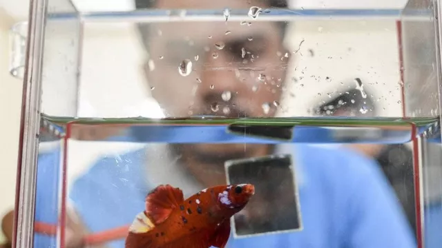 Bisnis Ikan Hias Cupang Nggak Ada Matinya, Hasilnya Ratusan Juta - GenPI.co