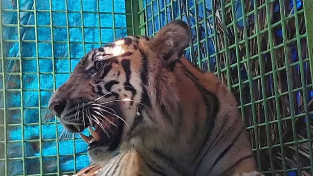 Harimau Sumatra Cedera Berhasil Dievakuasi BKSDA Bengkulu - GenPI.co
