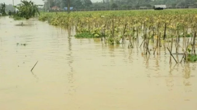 Ratusan Hektare Lahan Pertanian di NTB Rusak Diterjang Banjir - GenPI.co