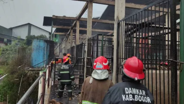 Kebakaran di Bogor Jawa Barat, 9 Ekor Kuda Mati Terpanggang - GenPI.co