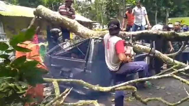 Pengemudi Tewas Seusai Mobilnya Tertimpa Pohon Tumbang di Jember - GenPI.co