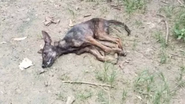 11 Anak Menjadi Korban Gigitan Anjing Rabies di TTS - GenPI.co