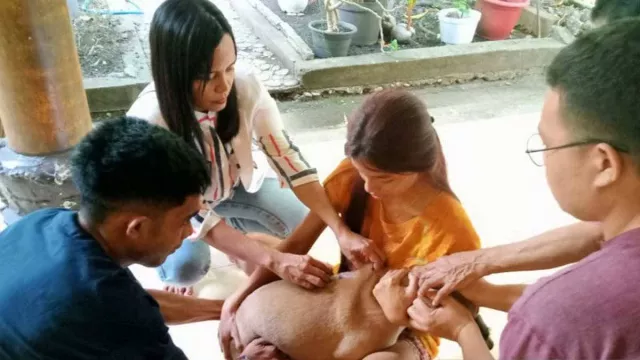 Pemerintah Tetapkan KLB Rabies di Sikka dan Timor Tengah Selatan - GenPI.co