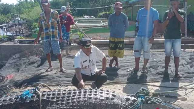 Buaya Berukuran Besar Berhasil Ditangkap Nelayan Gorontalo Utara - GenPI.co