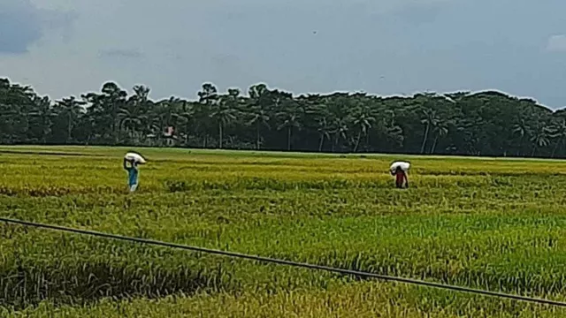Ratusan Hektare Lahan Sawah Mulai Terdampak Kekeringan di Cilacap - GenPI.co