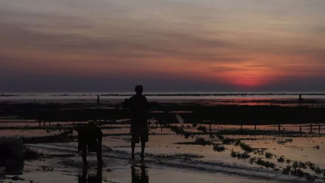 Petani Merugi Akibat Harga Rumput Laut di Rote Ndao NTT Turun Drastis - GenPI.co