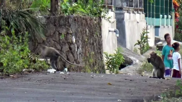 Kawanan Kera Turun Gunung ke Permukiman Warga di Sukoharjo dan Wonogiri - GenPI.co