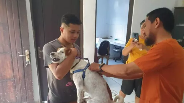 5 Orang Meninggal Dunia Akibat Digigit Anjing Rabies di Ambon - GenPI.co