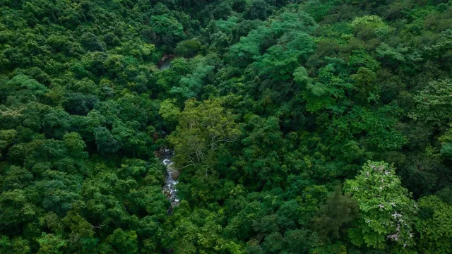 Peneliti Menemukan Hutan Paling Kuno Berlokasi di New York - GenPI.co