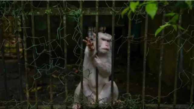 Utang Pakan hingga 4 Ekor Harimau Mati, Medan Zoo Ditutup - GenPI.co