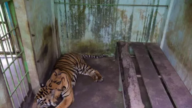 4 Ekor Harimau Mati, Walhi Minta Medan Zoo Ditutup - GenPI.co