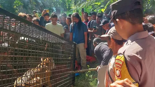 Bikin Resah Warga, Harimau Sumatra Akhirnya Masuk Kandang Perangkap di Aceh Selatan - GenPI.co