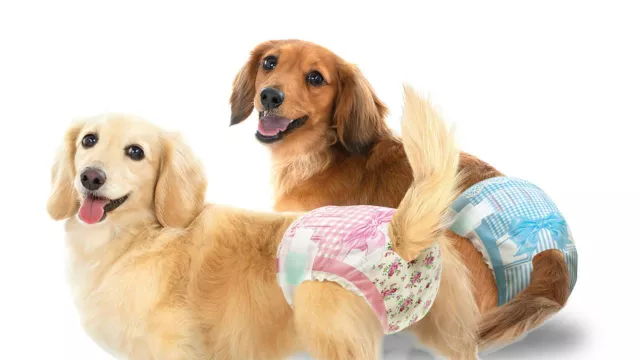 Manner Wear, Popok Anjing dari Unicharm Bentuk Simbiosis Manusia dan Hewan - GenPI.co