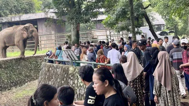 H+1 Lebaran, Kebun Binatang Ragunan Didatangi Lebih dari 27 Ribu Pengunjung - GenPI.co