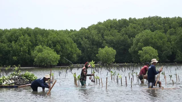 Komitmen Melestarikan Lingkungan, Bio Farma Tanam 4.000 Mangrove - GenPI.co