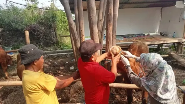 15 Sapi Asal Bantul Diseleksi Jadi Hewan Kurban Presiden, Ada Jenis Simental hingga Limosin - GenPI.co 15 Sapi Asal Bantul Diseleksi Jadi Hewan Kurban Presiden, Ada Jenis Simental hingga Limosin - GenPI.co