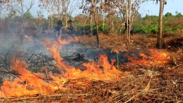 Karhutla Hanguskan Lahan Seluas 3.090 Ha di Aceh - GenPI.co