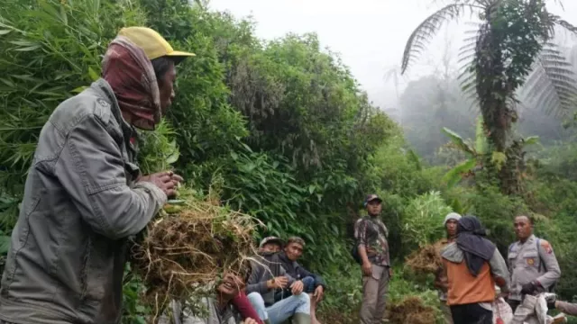 Polisi Kembali Temukan Ladang Ganja Baru di Gunung Semeru, Ada 4 Titik - GenPI.co