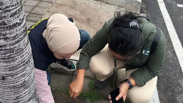 Ratusan Burung Pipit Mati di Bandara I Gusti Ngurah Rai Bali, Kok Bisa? - GenPI.co