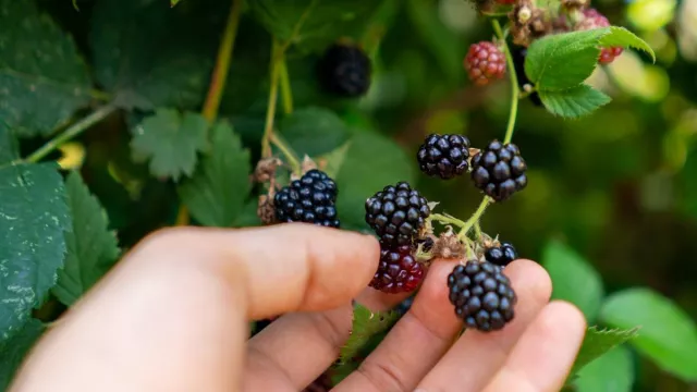 Mengungkap Manfaat Blackberry, Buah Sehat yang Wajib Masuk dalam Menu Harian - GenPI.co