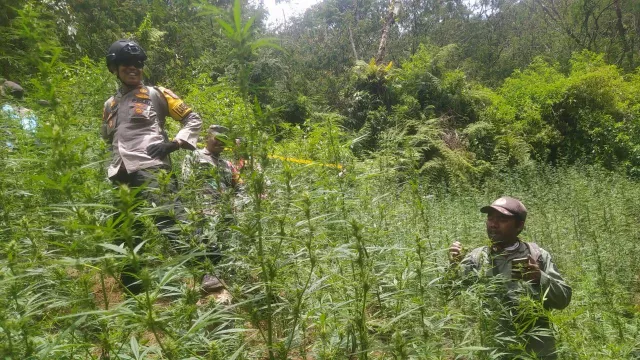 Heboh! Ladang Ganja Ditemukan Dekat Gunung Bromo dan Semeru - GenPI.co