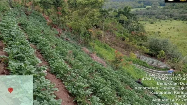 Seusai Temuan Ganja, Tim TNKS Sisir Kawasan Sekitar Gunung Kerinci - GenPI.co Seusai Temuan Ganja, Tim TNKS Sisir Kawasan Sekitar Gunung Kerinci - GenPI.co