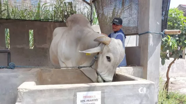 Presiden Beli Sapi Peranakan Ongole Asli Seberat 893 Kg dari Kediri untuk Kurban - GenPI.co Presiden Beli Sapi Peranakan Ongole Asli Seberat 893 Kg dari Kediri untuk Kurban - GenPI.co