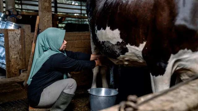Danone SN Indonesia Dorong Kesehatan dan Kesejahteraan Peternak - GenPI.co Danone SN Indonesia Dorong Kesehatan dan Kesejahteraan Peternak - GenPI.co
