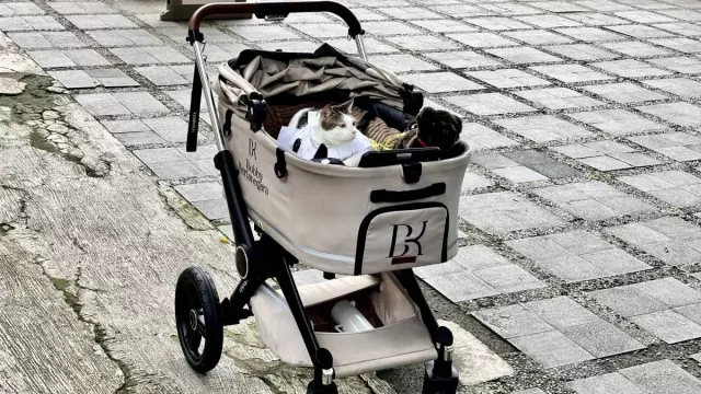 Bikin Gemas! Ikut Meriahkan Iduladha, Bobby Kertanegara Tampil Stylish Pakai Koko - GenPI.co Bikin Gemas! Ikut Meriahkan Iduladha, Bobby Kertanegara Tampil Stylish Pakai Koko - GenPI.co
