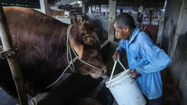 Prabowo Kurban 985 Sapi dari Peternak Lokal, Bobotnya 800 Kg hingga 1,3 Ton - GenPI.co