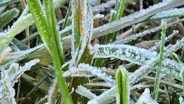 Dieng Beku! Suhu Turun hingga -2 Derajat Celsius, Embun Upas Muncul - GenPI.co