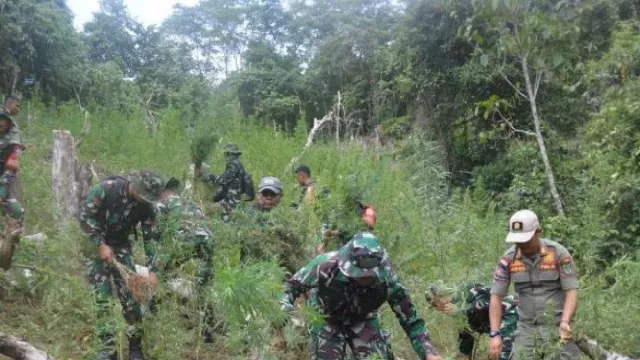 30.000 Tanaman Ganja Ditemukan di Mandailing Natal, Langsung Dimusnahkan - GenPI.co 30.000 Tanaman Ganja Ditemukan di Mandailing Natal, Langsung Dimusnahkan - GenPI.co