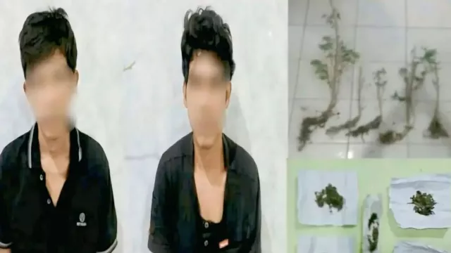 Polisi Bongkar Ladang Ganja di OKU Selatan, 2 Tersangka Diamankan - GenPI.co