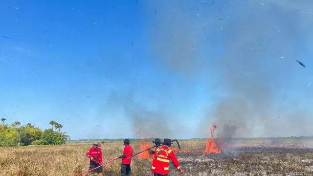 201 Ha Lahan TN Rawa Aopa Watumohai Terbakar, Didominasi Alang-Alang - GenPI.co