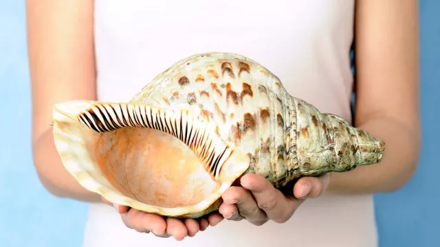 Tiup Kerang Bisa Atasi Gangguan Tidur, Harapan Baru bagi Penderita OSA - GenPI.co