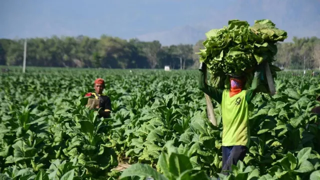 Tarif Cukai Rokok Tak Naik, Pemerintah Siapkan Kawasan Industri Tembakau - GenPI.co