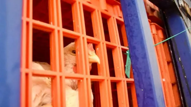 Indonesia Ekspor Ayam Hidup Senilai Rp1,8 Miliar ke Singapura, Berkualitas dan Diakui - GenPI.co