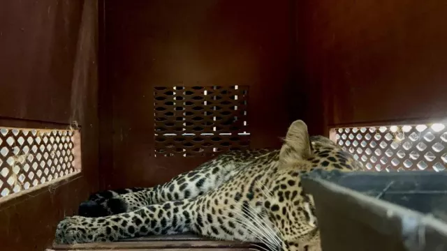 Heboh! Macan Tutul Masuk Hotel di Bandung, Kini Direhabilitasi di Sukabumi - GenPI.co