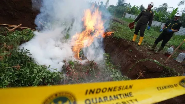 Tanaman Cabai & Mentimun di Purwakarta Terinfeksi Bakteri Asal Tiongkok Dimusnahkan - GenPI.co Tanaman Cabai & Mentimun di Purwakarta Terinfeksi Bakteri Asal Tiongkok Dimusnahkan - GenPI.co