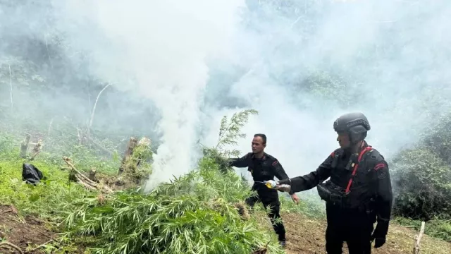 Ladang Ganja 10 Hektare di Perbukitan Mandailing Natal Ditemukan dan Dimusnahkan - GenPI.co