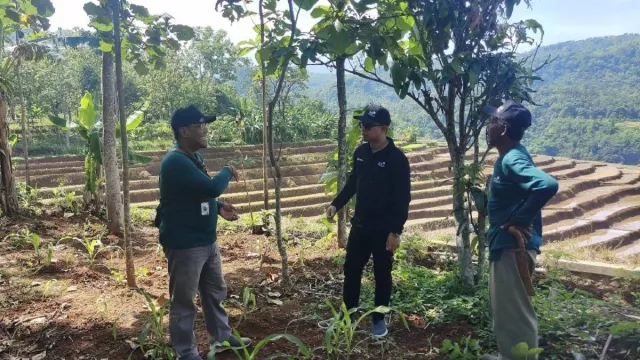 Dukung Agroforestry, PLN Gerakkan Petani Sumedang Rehabilitasi Lahan Kritis - GenPI.co